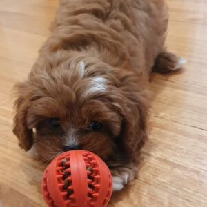 Alternative view of 🐶 Meet Maya – Cavoodle Puppy for Adoption