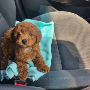Alternative view of 🐶 Meet Oscar – Cavoodle Puppy for Adoption