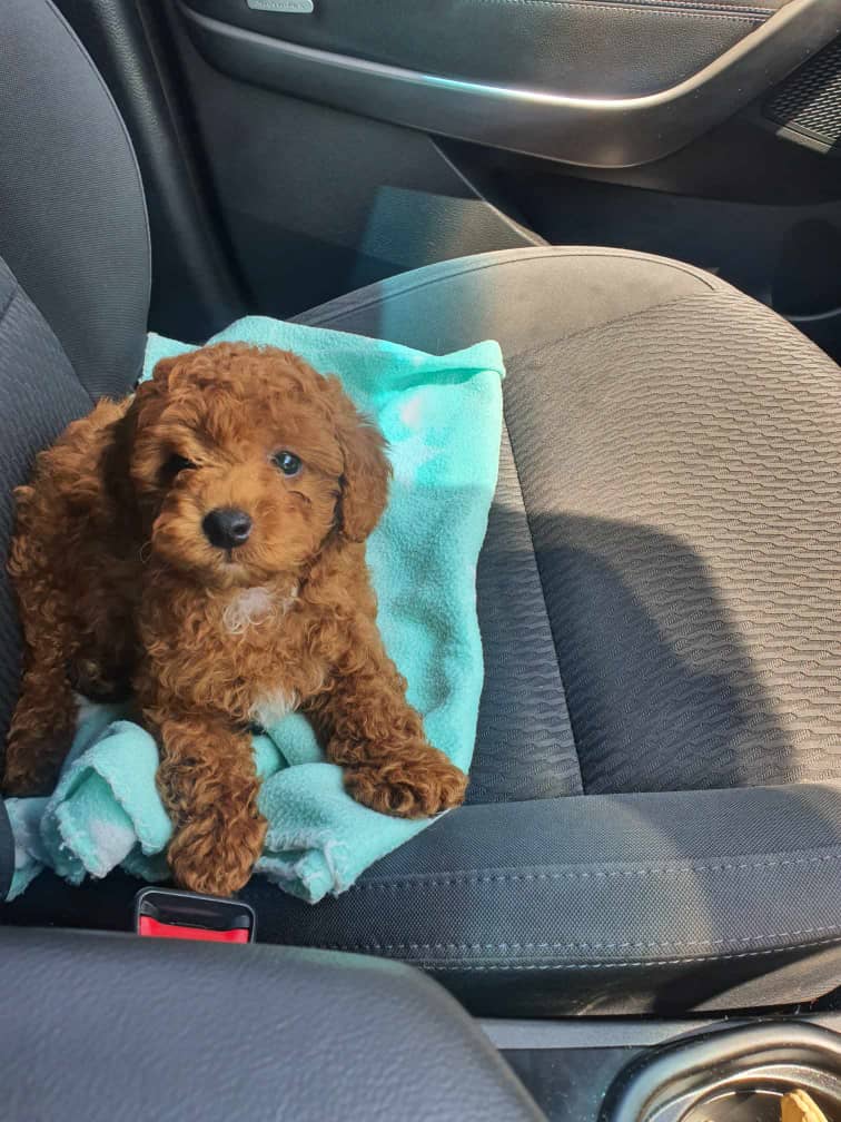 πΆ Meet Oscar β Cavoodle Puppy for Adoption - Image 2