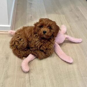 ๐ถ Meet Mispa โ Cavoodle Puppy for Adoption