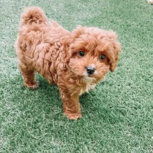 Alternative view of 🐶 Meet Micky – Cavoodle Puppy for Adoption