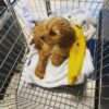 🐶 Meet Jack – Cavoodle Puppy for Adoption