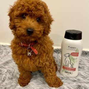 Alternative view of 🐶 Meet Bella – Cavoodle Puppy for Adoption`