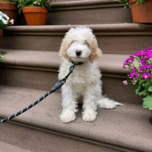 Alternative view of 🐶 Meet Sassy Pants – Cavoodle Puppy for Adoption
