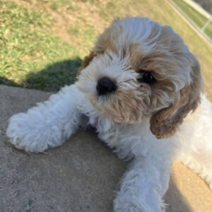 ๐ถ Meet Rose โ Cavoodle Puppy for Adoption