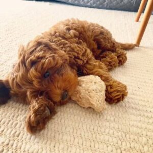 Alternative view of 🐶 Meet Mispa – Cavoodle Puppy for Adoption