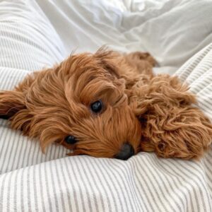 Alternative view of 🐶 Meet Zina – Cavoodle Puppy for Adoption