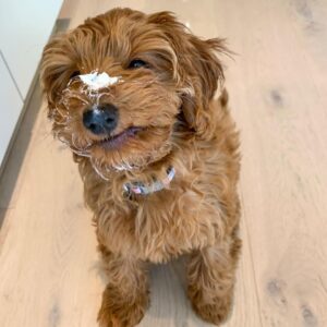 ๐ถ Meet Zina โ Cavoodle Puppy for Adoption