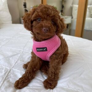 ๐ถ Meet Tina โ Cavoodle Puppy for Adoption