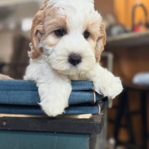 ๐ถ Meet Sassy Pants โ Cavoodle Puppy for Adoption