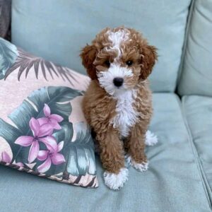 Alternative view of 🐶 Meet Lisa – Cavoodle Puppy for Adoption