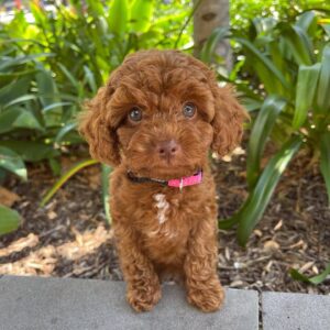 Alternative view of 🐶 Meet Tina – Cavoodle Puppy for Adoption