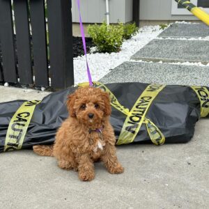 Alternative view of 🐶 Meet Max’s – Cavoodle Puppy for Adoption
