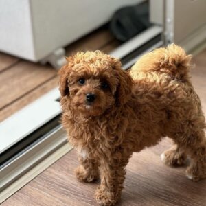 ๐ถ Meet Maxโs โ Cavoodle Puppy for Adoption