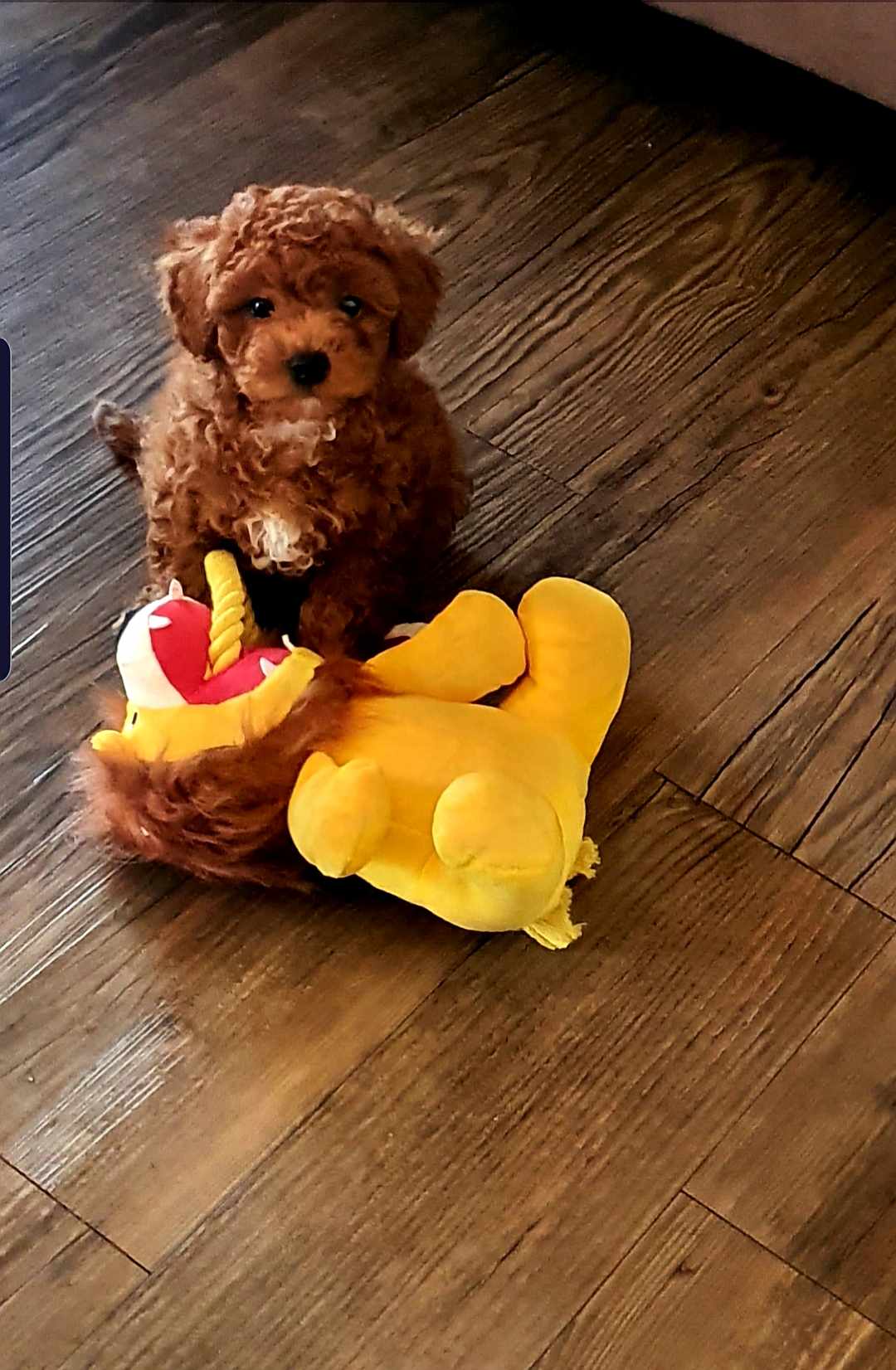 πΆ Meet Oscar β Cavoodle Puppy for Adoption - Image 3