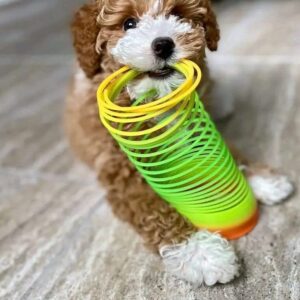 ๐ถ Meet Lisa โ Cavoodle Puppy for Adoption