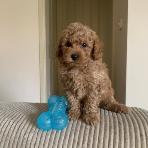 Alternative view of 🐶 Meet Bina – Cavoodle Puppy for Adoption