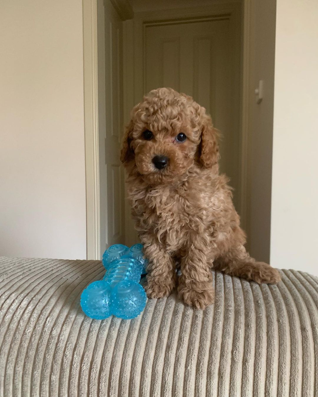 πΆ Meet Bina β Cavoodle Puppy for Adoption - Image 2