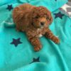 🐶 Meet Oscar – Cavoodle Puppy for Adoption