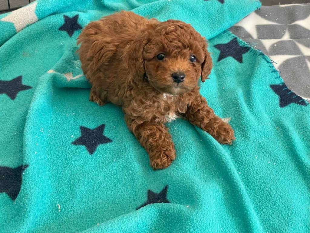 πΆ Meet Oscar β Cavoodle Puppy for Adoption
