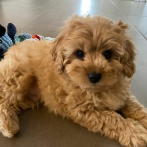 Alternative view of 🐶 Meet Herny – Cavoodle Puppy for Adoption
