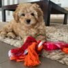 🐶 Meet Herny – Cavoodle Puppy for Adoption