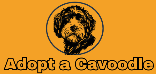 Adopt A Cavoodle
