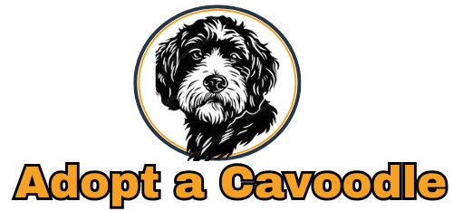 Adopt A Cavoodle