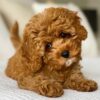 🐶 Meet Tony – Cavoodle Puppy for Adoption