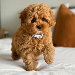 Alternative view of 🐶 Meet Tony – Cavoodle Puppy for Adoption
