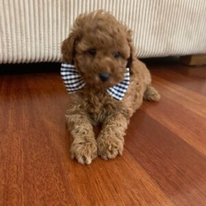 ๐ถ Meet Bina โ Cavoodle Puppy for Adoption