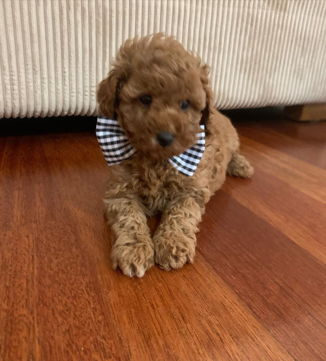 πΆ Meet Bina β Cavoodle Puppy for Adoption