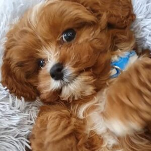 ๐ถ Meet Maya โ Cavoodle Puppy for Adoption