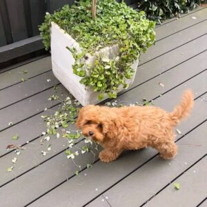 ๐ถ Meet Micky โ Cavoodle Puppy for Adoption