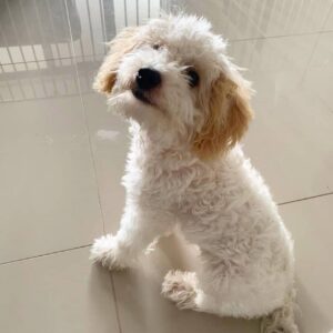 ๐ถ Meet Rocky โ Cavoodle Puppy for Adoption