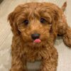 🐶 Meet Bella – Cavoodle Puppy for Adoption`