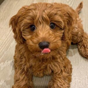 ๐ถ Meet Bella โ Cavoodle Puppy for Adoption`
